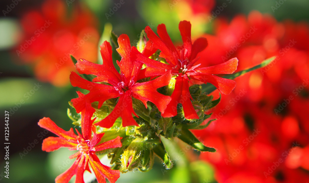 Lychnis chalcedonica syn Silene chalcedonica - Maltese cross or Jerusalem cross Lychnis chalcedonica syn Silene chalcedonica - Maltese cross or Jerusalem cross