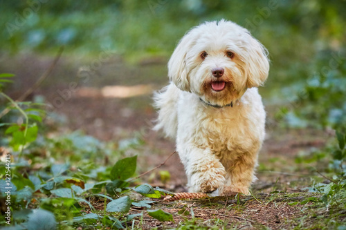 Foto White havanese dog standing in the forest
