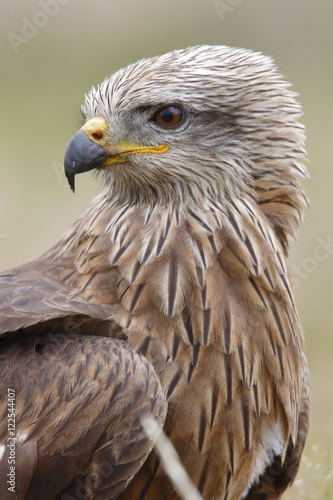 Black Kite Milvus migrans. portrait