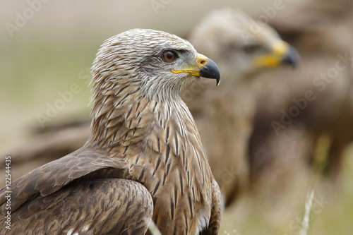 Black Kite Milvus migrans. portrait