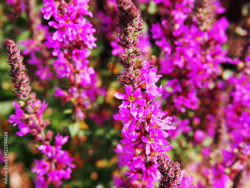 Lythrum salicaria - purple loosestrife 