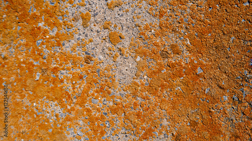 Dry Orange Lichen on cement wall background © mettus