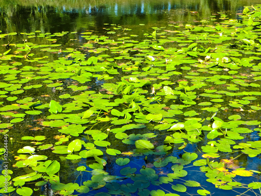 Water lilies on a surface of the water Water lilies on a surface of the water