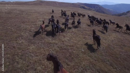 Herd of wild horses run freely
