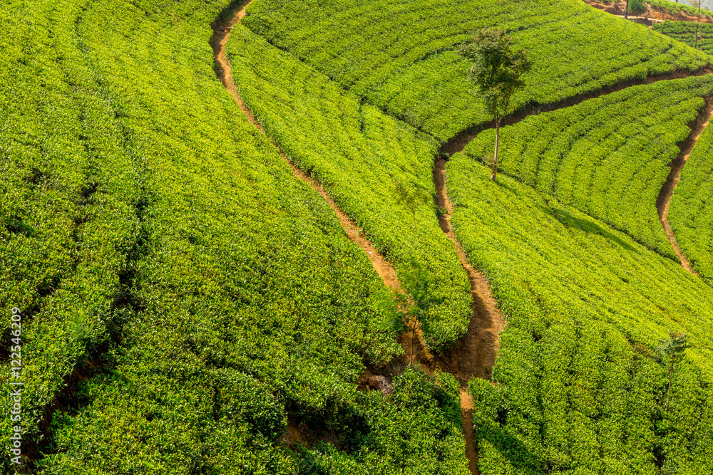 View of the great tea fields in Sri Lanka and its famous tea plants View of the great tea fields in Sri Lanka and its famous tea plants