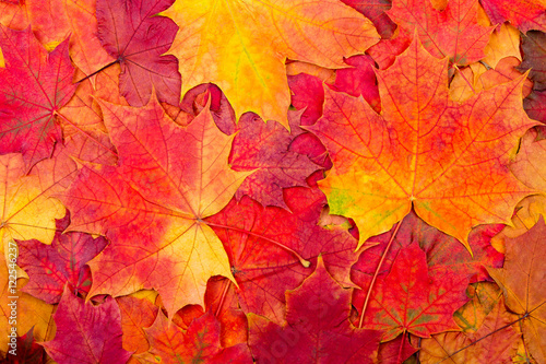 Natural background from autumn colorful maple leaves