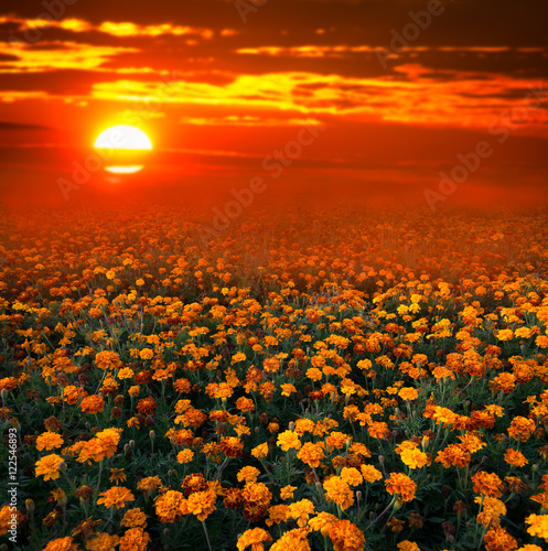 Tagetes Marigold Flowers on sunset