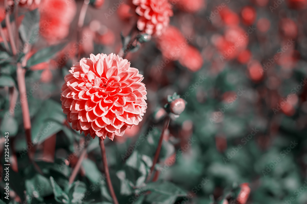 closeup red dahlia. autumn flower closeup red dahlia. autumn flower