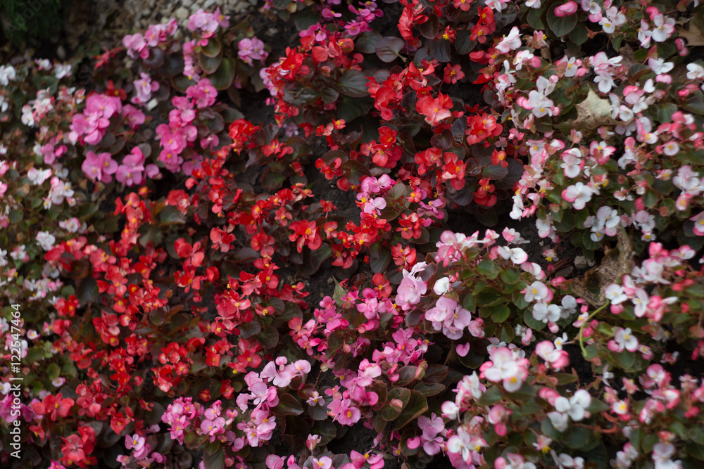 Natural texture with small red flowers Natural texture with small red flowers