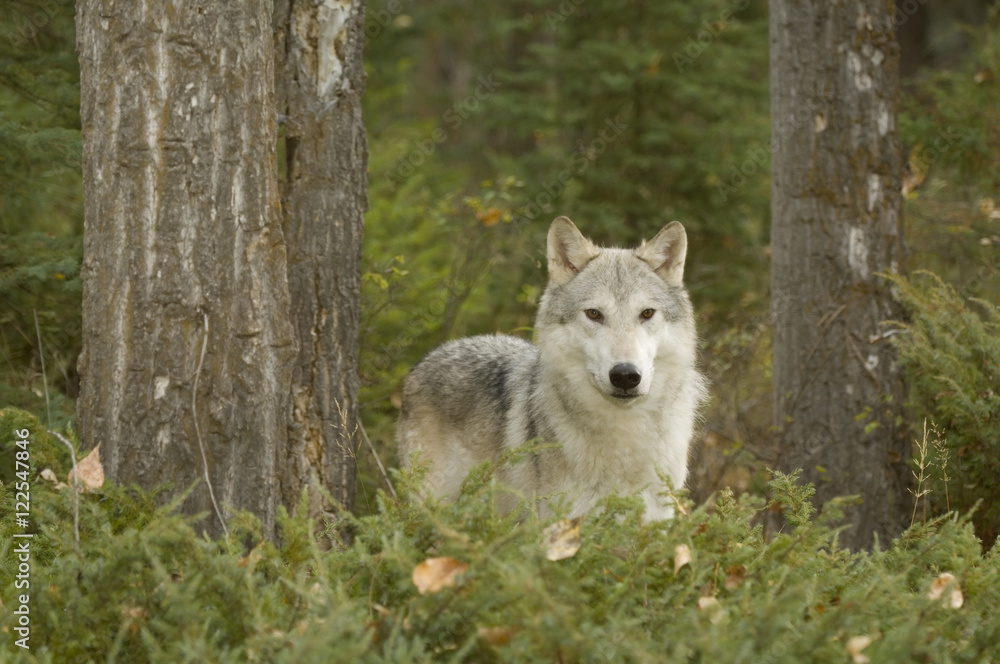 Wolf (Canis lupus) in early autumn forest, Montana, USA. Wolf (Canis lupus) in early autumn forest, Montana, USA.