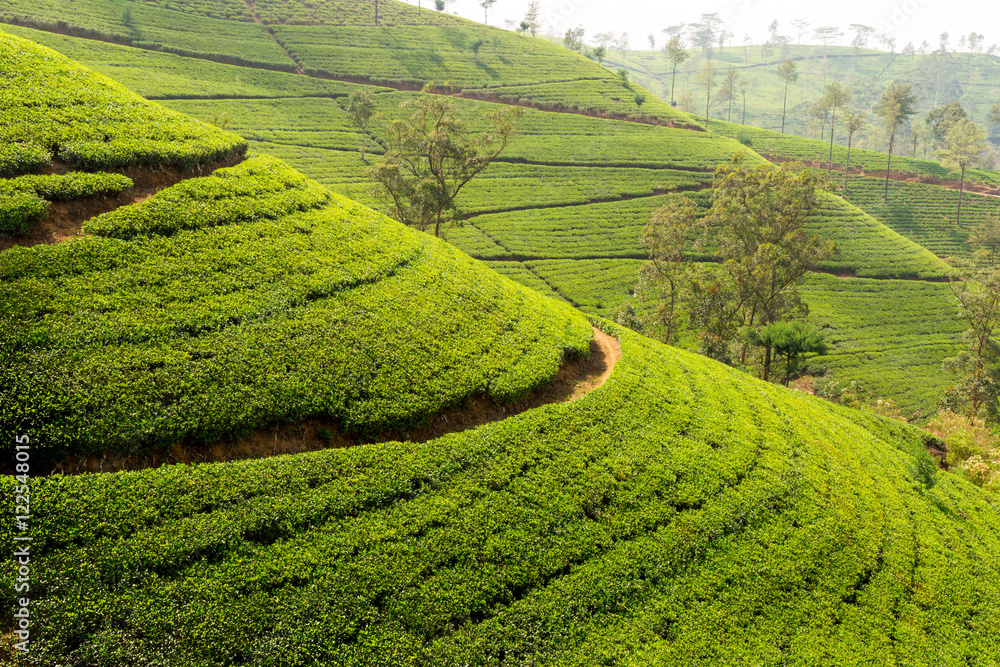 View of the great tea fields in Sri Lanka and its famous tea plants View of the great tea fields in Sri Lanka and its famous tea plants