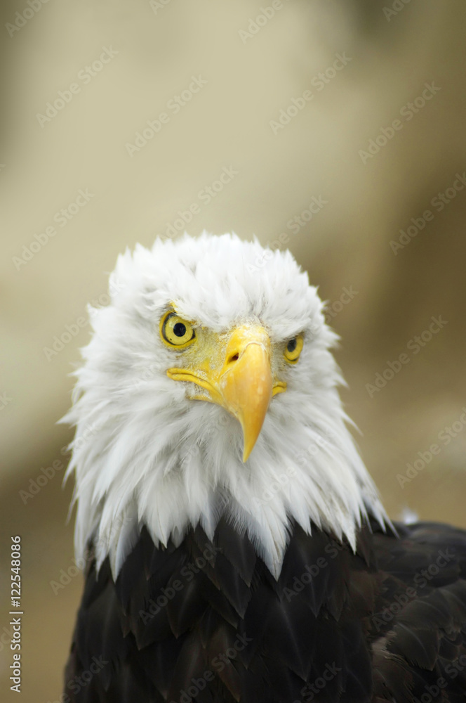 Obraz premium Bald Eagle