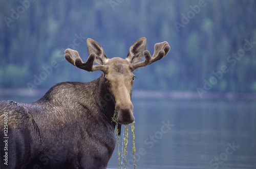 Young bull moose, Bowron Lake Provincial Park, British Columbia, Canada. photo