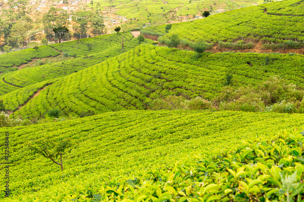View of the great tea fields in Sri Lanka and its famous tea plants