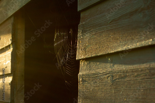 Spider Web