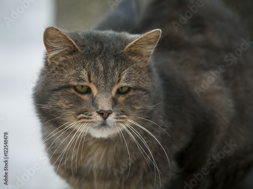 Portrait of beautiful gray cat