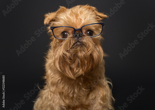 Dog  with glasses on a black background © Okssi