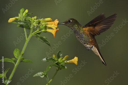 A Buff-tailed Coronet (Boissonneaua flavescens)  feeding at a flower while flying in the Tandayapa Valley of Ecuador. photo
