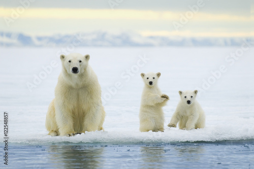 Fotografie Polar bear mother with cubs on pack ice, Svalbard Archipelago