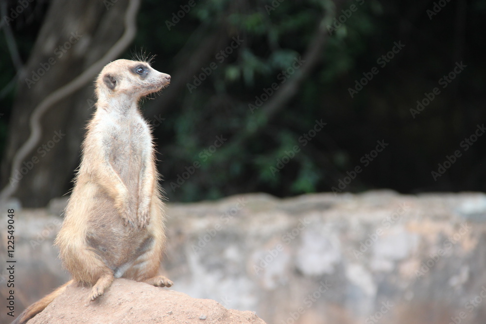 Meerkat4 Meerkat4