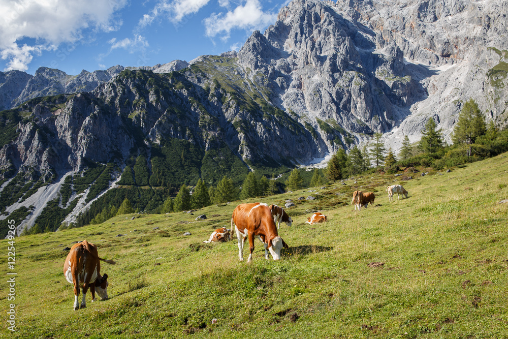 Herd of cows graze in a pasture in the Alps. The Austrian Alps