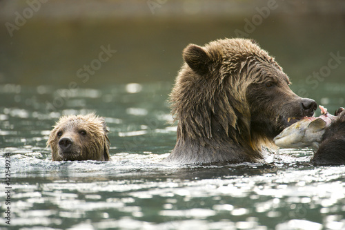 A sow and cub Grizzly Bear, Ursus horribilis, swim after Sockeye Salmon, Oncorhynchus nerka, in the Chilko River, British Columbia, Canada