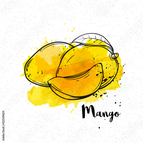 hand drawn mango