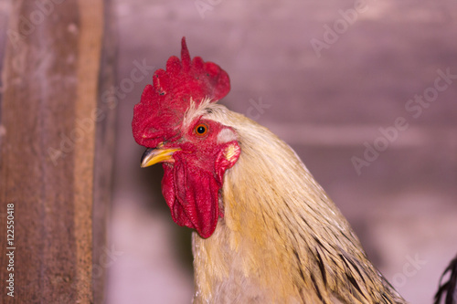 head of a rooster in the barn