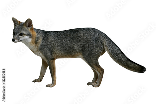 Gray fox, Urocyon cinereoargenteus photo
