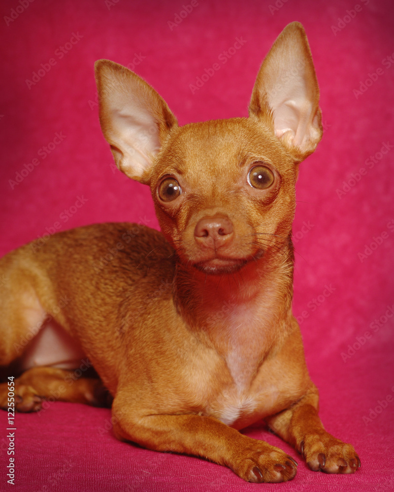 Chihuahua dog Chihuahua dog