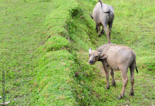 Young buffalo in fields are looking at photographer