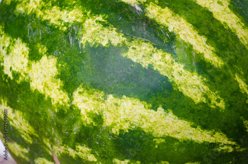 texture of green and yellow peel of watermelon round back side closeup.