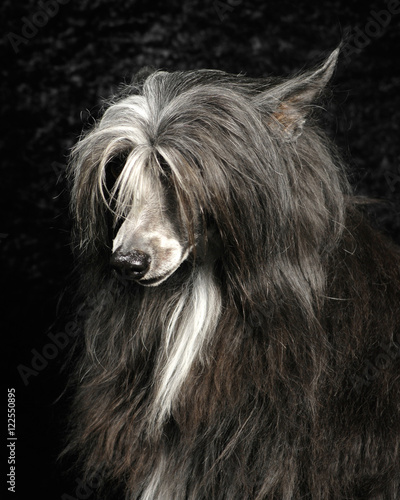 Powder Puff Chinese Crested dog © Heater