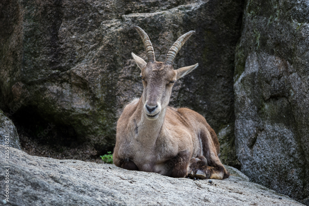 Alpensteinbock - Capra ibex Alpensteinbock - Capra ibex