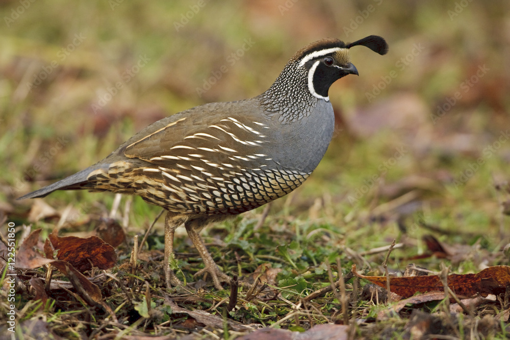 California Quail (Callipepla californica) perched on the ground. California Quail (Callipepla californica) perched on the ground.