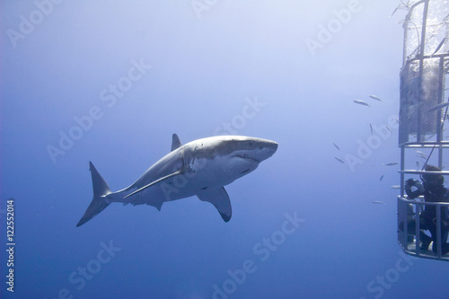 Cage-diving for great white sharks (Carcharodon carcharias), Isla Guadalupe, Baja, Mexico photo