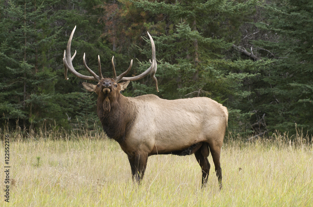 Wild bull Elk or Wapiti standing in tall grass at forest's edge, Jasper National Park, Alberta, Canada. (Cervus canadensis) Wild bull Elk or Wapiti standing in tall grass at forest's edge, Jasper National Park, Alberta, Canada. (Cervus canadensis)
