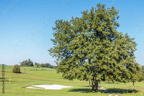 Alte Eiche und ein neuer Sandbunker an einem Golfplatz photo