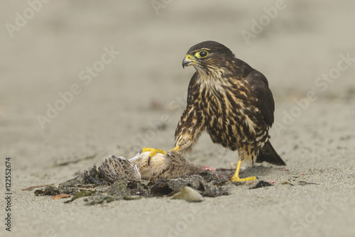 Merlin falcon at Dungenous Spit WA