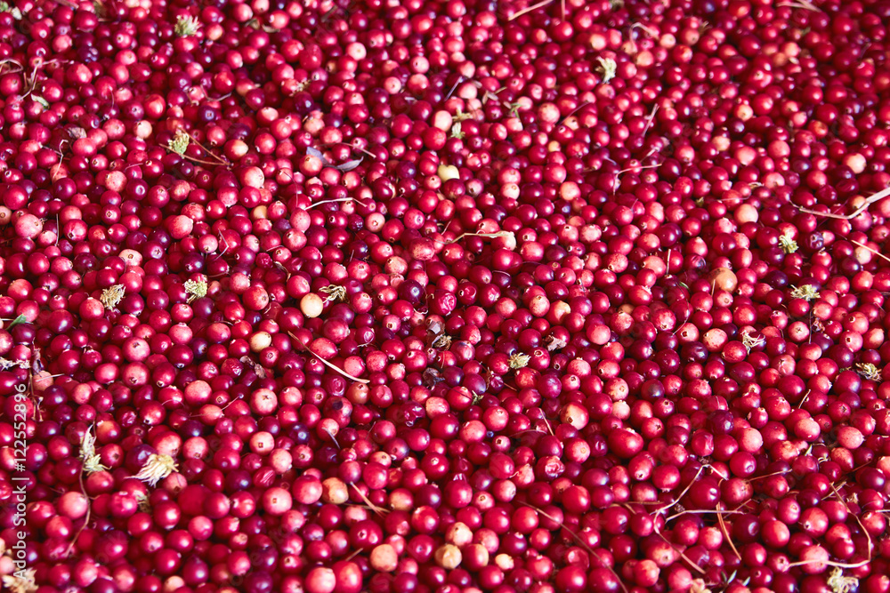 Forest cranberries with leaves Forest cranberries with leaves