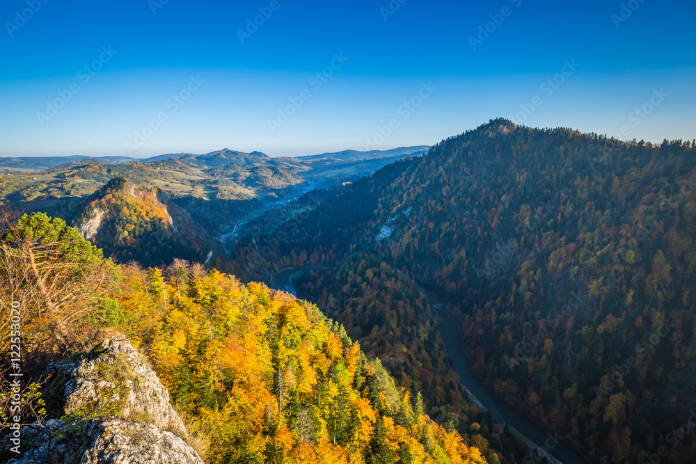 Autumn forest landscape-yellowed autumn trees and fallen autumn