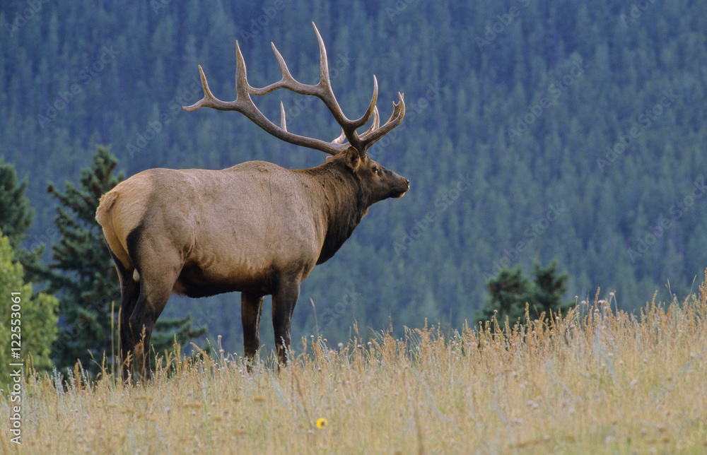 Elk (Cervus elaphus) Male, Alberta Canada. Elk (Cervus elaphus) Male, Alberta Canada.