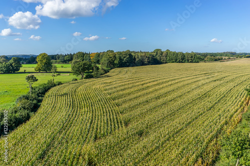 Luftbild von einem Maisfeld © TimSiegert-batcam