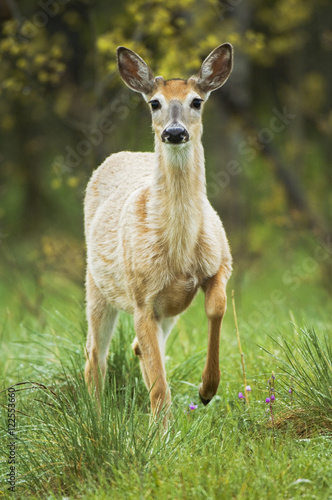 White-tailed Deer (Odocoileus virginianus) Male. In late May the greyish-brown coat of winter begins to shed to revel the reddish-brown coat of summer. Antlers are beginning to grow. Waterton Lakes National Park, southwest Alberta, Canada. photo