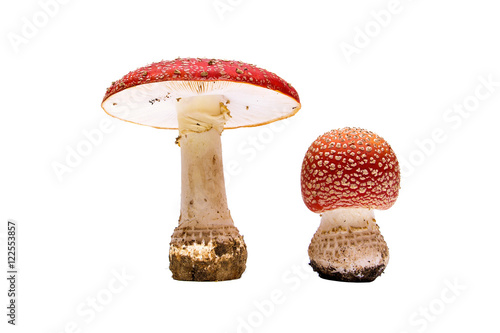 forest mushrooms toadstools