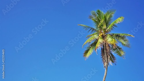 FULL HD coconut tree and blue sky with copy space area at the beach of South China Sea