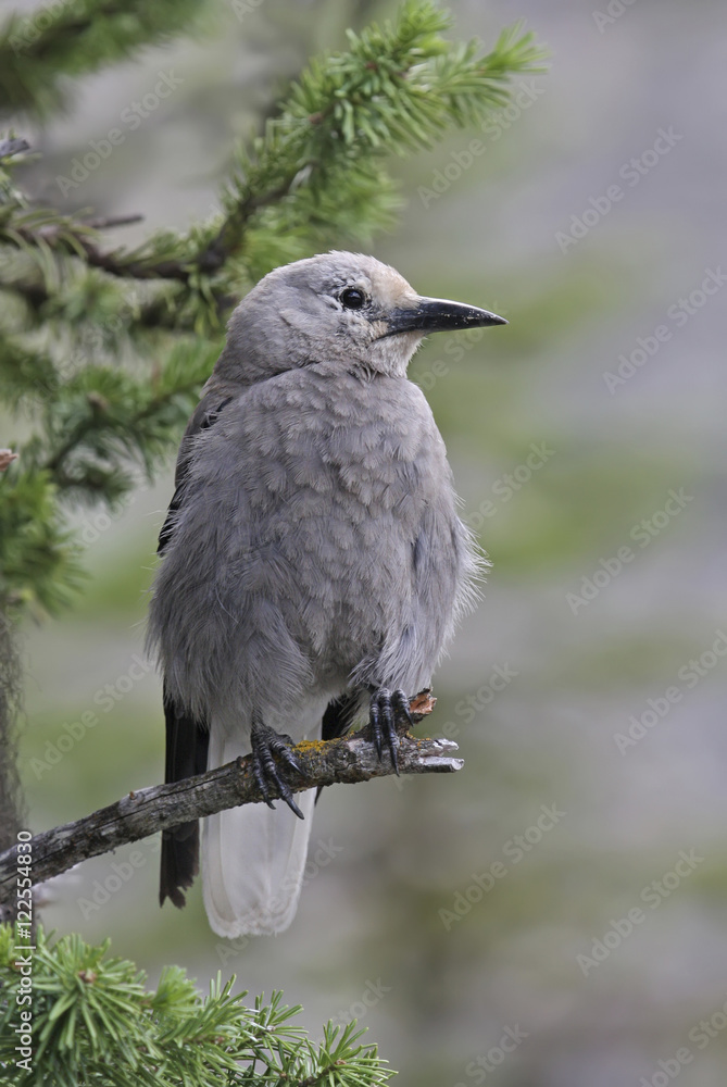 A Clark's Nutcracker, Nucifraga columbiana, perched in a tree at Jasper provincial Park, Alberta A Clark's Nutcracker, Nucifraga columbiana, perched in a tree at Jasper provincial Park, Alberta