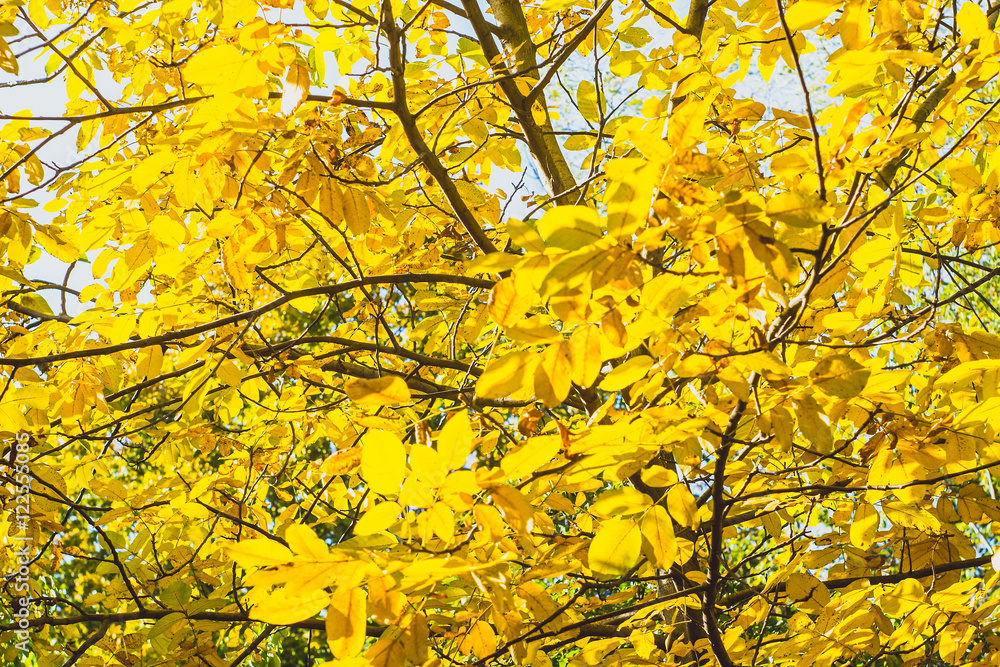 Autumn foliage at sunny day Autumn foliage at sunny day