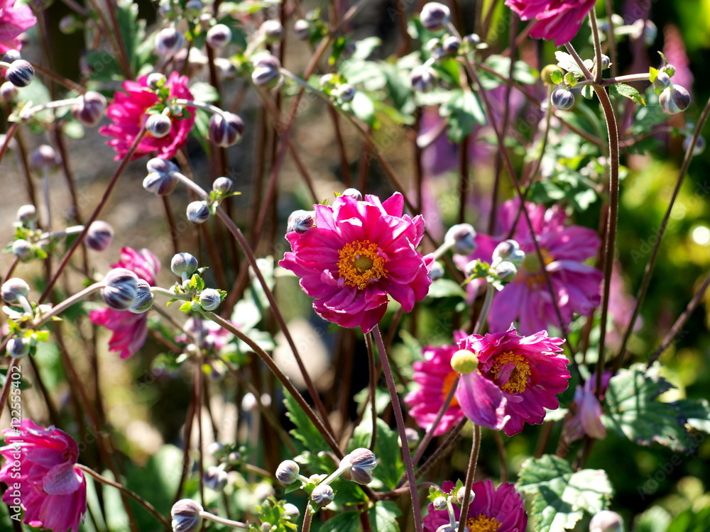 Obraz premium Gartenblume Zinnie