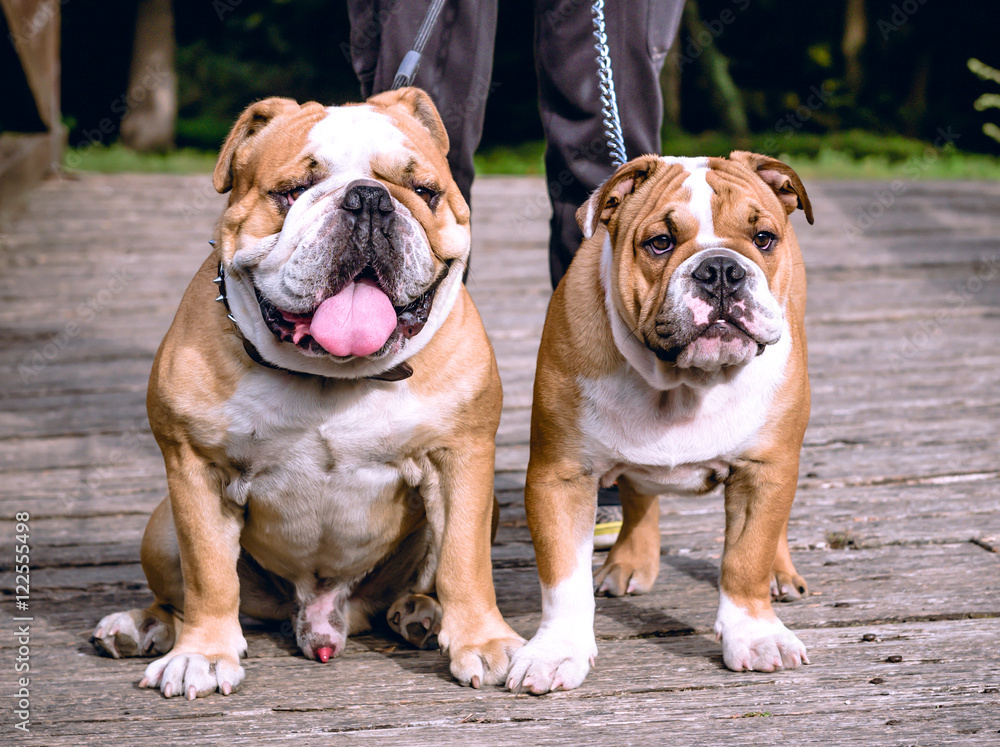 Obraz premium English bulldogs outdoor